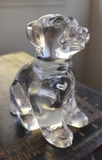 Waterford Young Labrador Pup