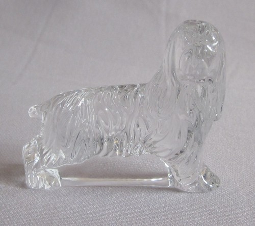 Standing cocker spaniel - standing,