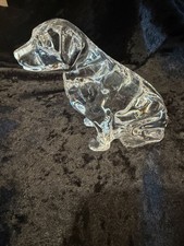 WATERFORD LABRADOR RETRIEVER